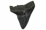 Fossil Megalodon Tooth - South Carolina #374769-1